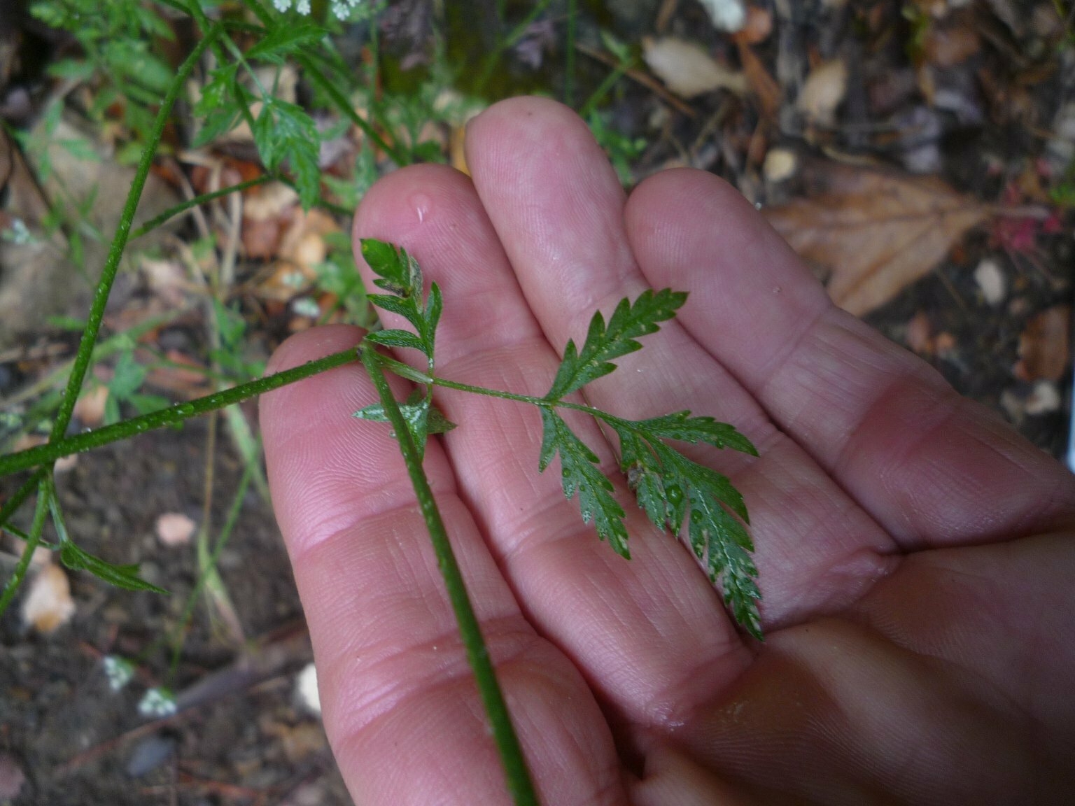 High Resolution Torilis arvensis Leaf